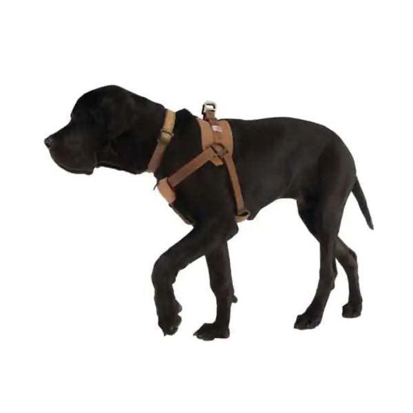 Carhartt brown no pull dog harness worn by a dog