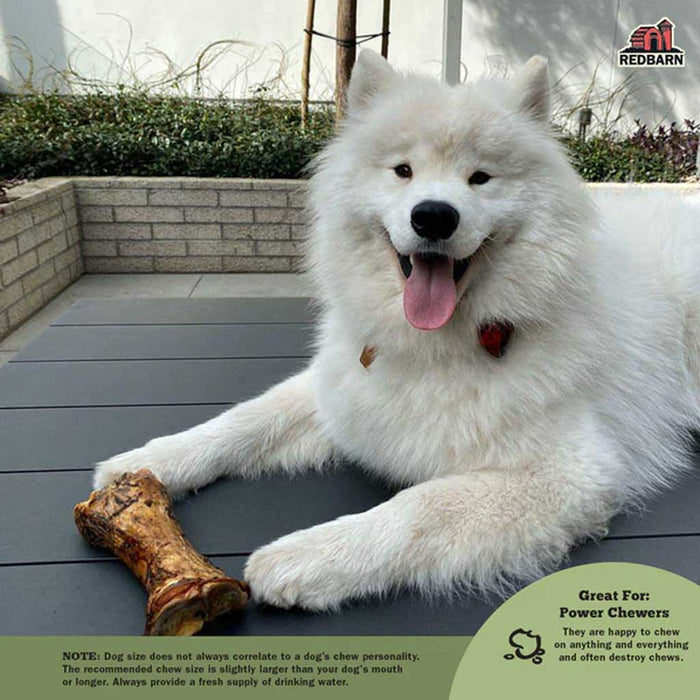 Dog with 9” Beef Meaty Bone