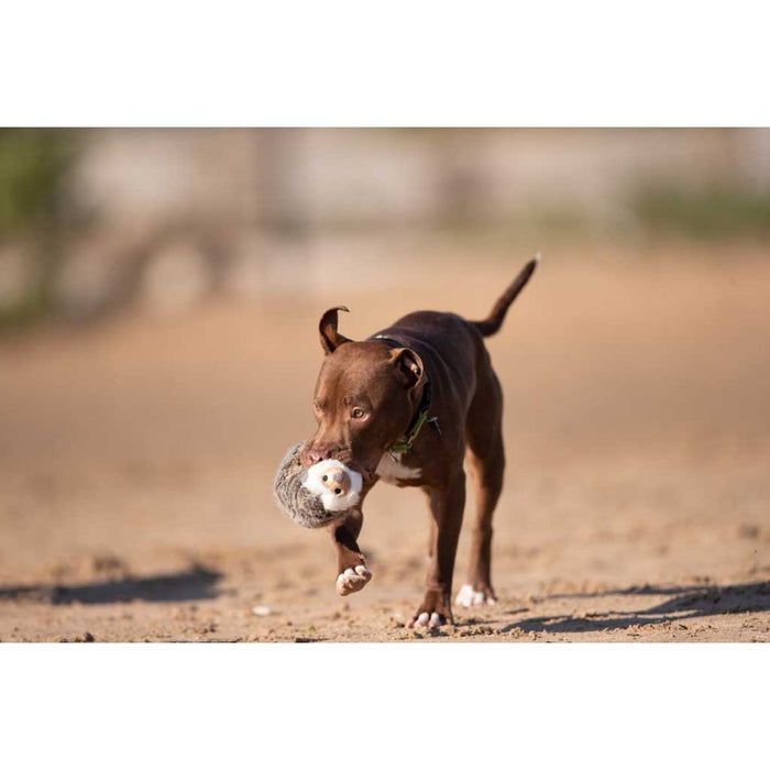 Dog playing with Harriet the Hedgehog Plush Toy