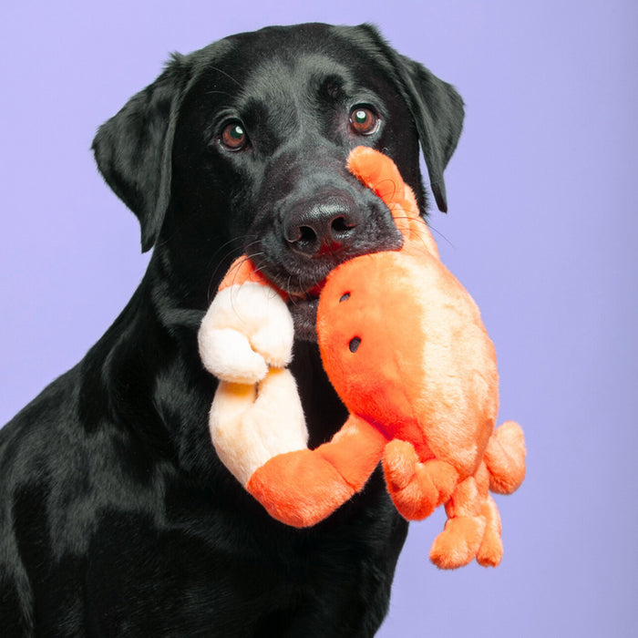 Dog playing with Phyllis Crab Plush Toy