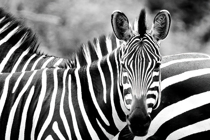Stripes of Black & White