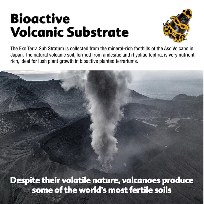 Picture showing how good Volcanic substrate can be for a bioactive terrarium.