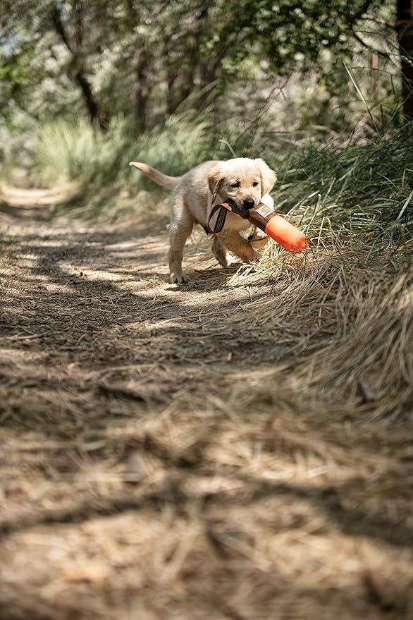 Carhartt hunter orange canvas bumper dog throw held by a dog