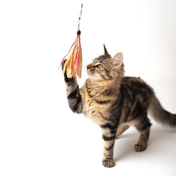 Cat playing with Cuttlefish - Wand Attachment Replacement