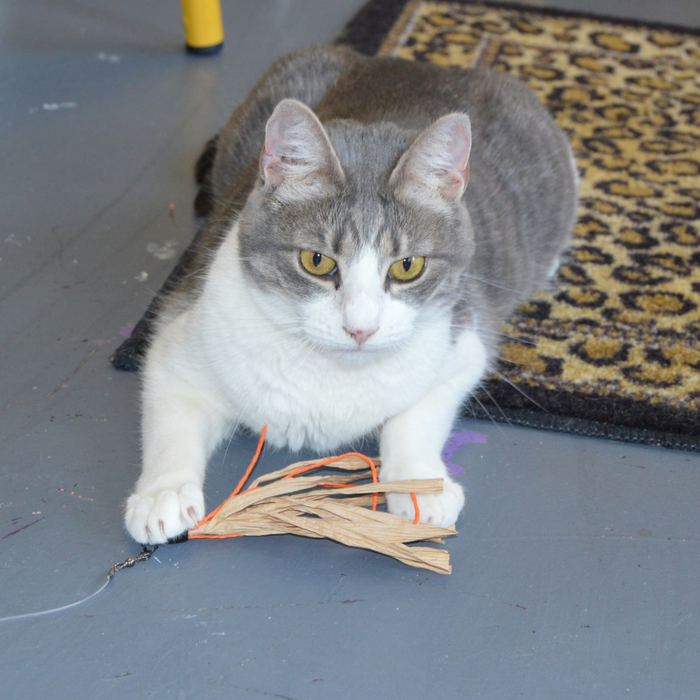 Cat with Cuttlefish - Wand Attachment Replacement