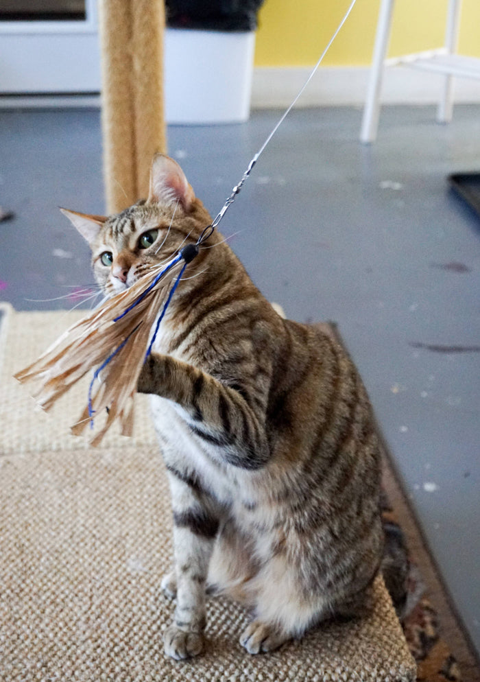 Cat playing with Cuttlefish - Wand Attachment Replacement