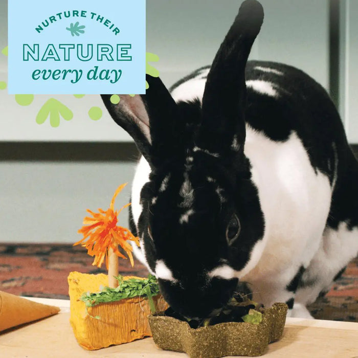 Rabbit eating out of Enriched Life Timothy Star Dish