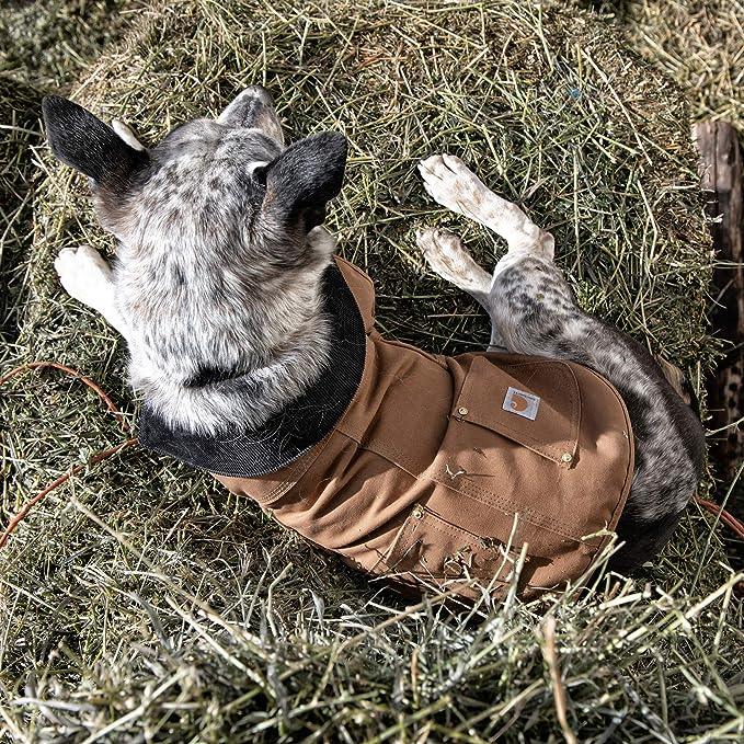 Carhartt insulated dog chore coat in black worn by a dog