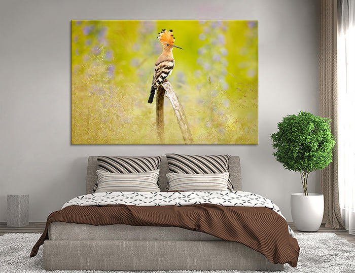 Hoopoe Canvas Print #8031