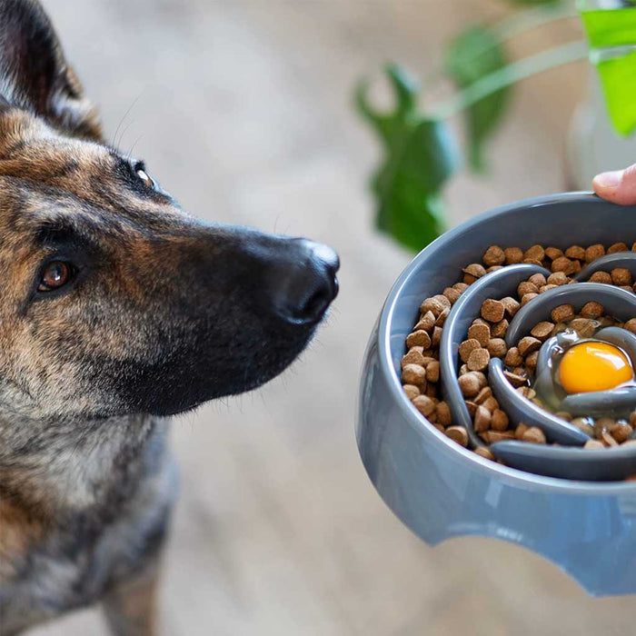 Dog food in Interactive Slow Feeder