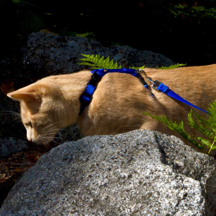 Pink Cat H-Harness