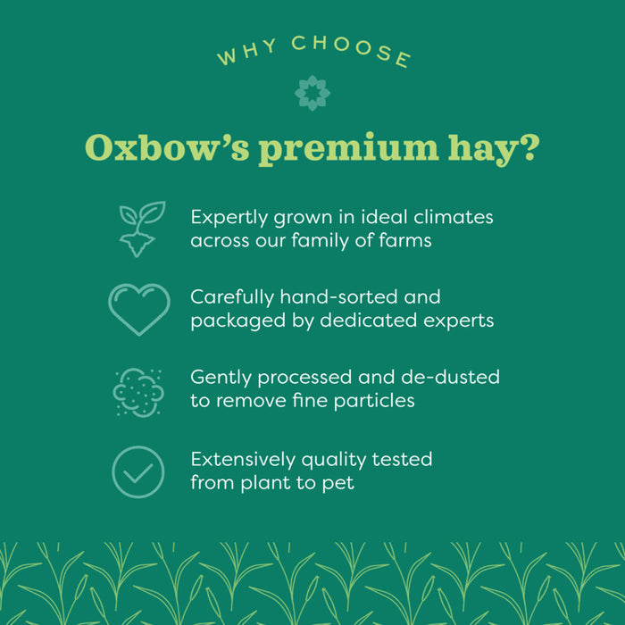Western Timothy Hay & Orchard Hay Blend